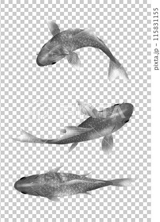 キンギョ和金の上から見たシンプル白黒イラスト 115831155