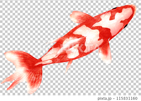 上から見た和金イラスト 115831160