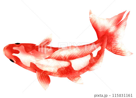 金魚を上から見たイラスト 金魚を上から見たイラスト 115831161