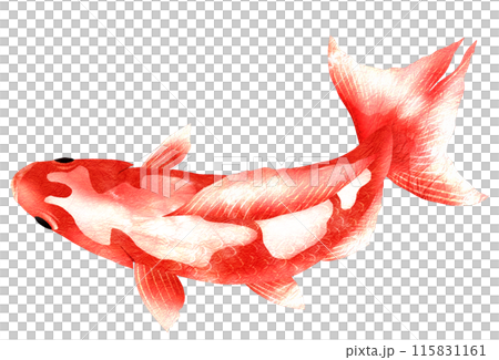 金魚を上から見たイラスト 金魚を上から見たイラスト 115831161
