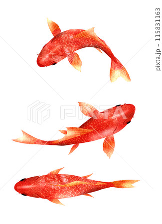 複数の和金を上から見た魚イラスト 115831163