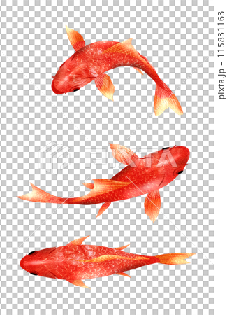 上面的魚圖與多條日本金魚 上面的魚圖與多條日本金魚 115831163