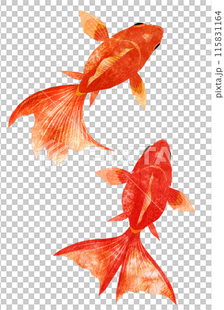 Top view of a goldfish with beautiful fins 115831164