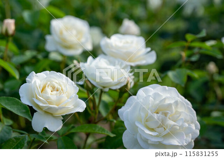 咲き誇るバラの花 115831255