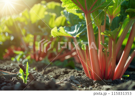 Vibrant rhubarb plants growing in garden soil. Healthy and fresh organic produce 115831353