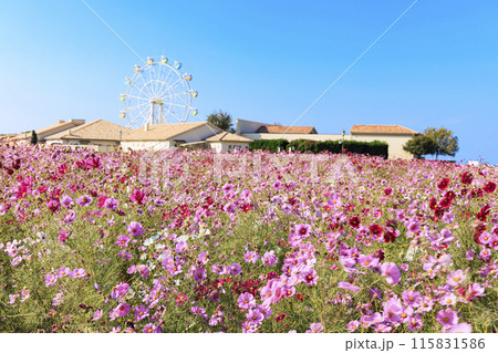 コスモスのある風景（ソレイユの丘） 115831586