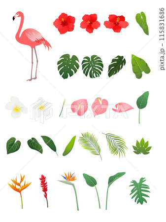 Vector illustration of tropical plants and animals. 115831686