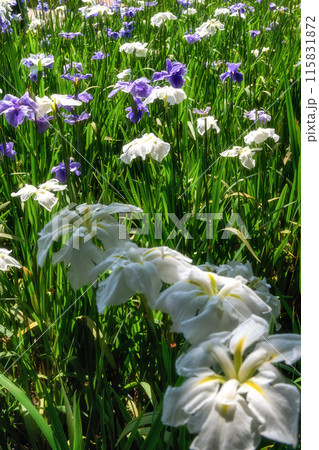 あやめ咲き誇る初夏の風景 あやめ咲き誇る初夏の風景 115831872