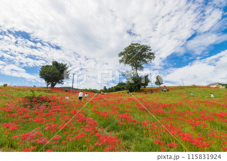社が丘花園の彼岸花（長崎県長崎市） 115831924