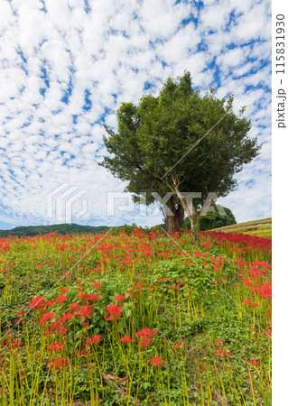 社が丘花園の彼岸花（長崎県長崎市） 115831930