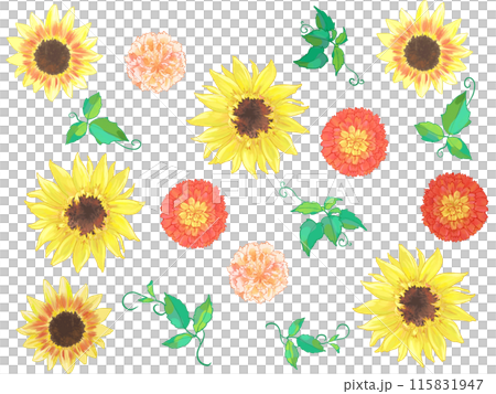 Sunflower flower 115831947