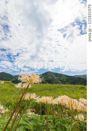 大中尾棚田と彼岸花（長崎県長崎市） 115831979