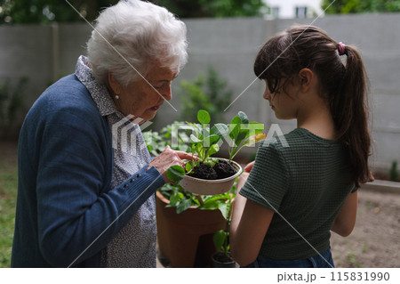 Grandmother teaching granddaughter to work in garden. Girl helping elderly grandma with plants, herbs and vegetables in garden, spending free summer time outdoor. Grandmother teaching granddaughter to work in garden. Girl helping elderly grandma with plants, herbs and vegetables in garden, spending free summer time outdoor. 115831990