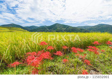 大中尾棚田と彼岸花(長崎県長崎市) 大中尾棚田と彼岸花(長崎県長崎市) 115832001