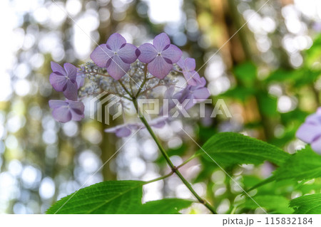 茨城県水戸市　水戸八幡の満開の紫陽花 115832184