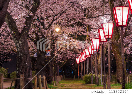 日本さくら名所100選　新潟　高田城址公園　夜桜ライトアップ 115832194