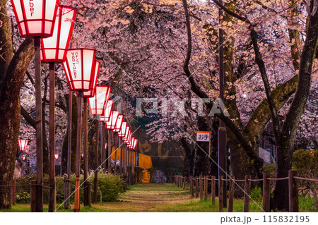 日本さくら名所100選 新潟 高田城址公園 夜桜ライトアップ 日本さくら名所100選 新潟 高田城址公園 夜桜ライトアップ 115832195