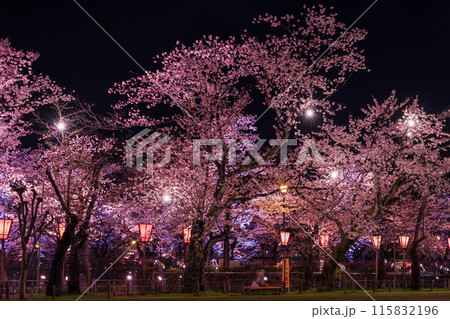 日本さくら名所100選 新潟 高田城址公園 夜桜ライトアップ 日本さくら名所100選 新潟 高田城址公園 夜桜ライトアップ 115832196