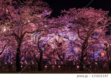日本さくら名所100選 新潟 高田城址公園 夜桜ライトアップ 日本さくら名所100選 新潟 高田城址公園 夜桜ライトアップ 115832197