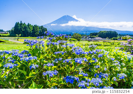 【静岡県】富士宮の棚田に咲く紫陽花越しに富士山 115832254
