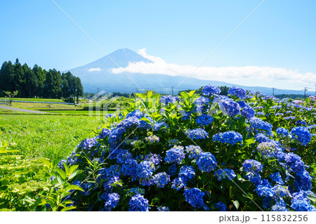 【静岡県】富士宮の棚田に咲く紫陽花越しに富士山 115832256