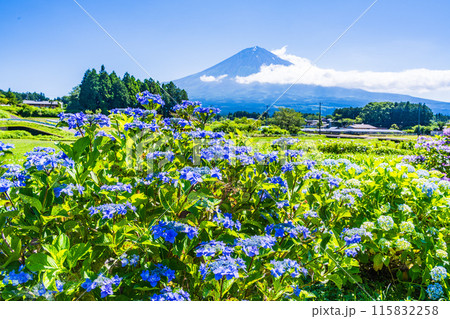 【静岡県】富士宮の棚田に咲く紫陽花越しに富士山 115832258