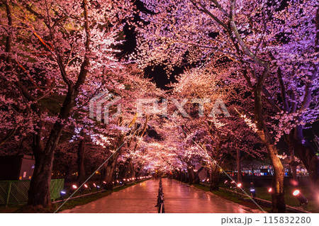 日本さくら名所100選　新潟　高田城址公園　夜桜ライトアップ 115832280