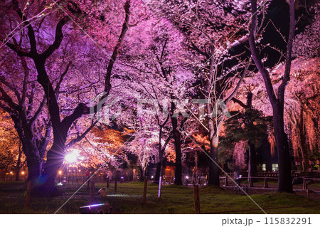 日本さくら名所100選　新潟　高田城址公園　夜桜ライトアップ 115832291