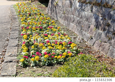 プリムラの花壇 115832306