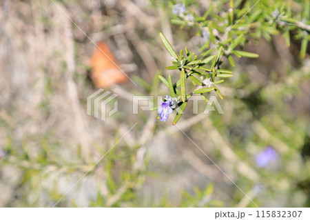 爽やか　ローズマリーの花 115832307