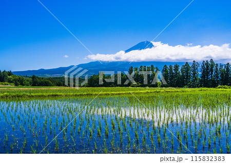 【静岡県】田植えが終わった棚田越しに見る富士山 【静岡県】田植えが終わった棚田越しに見る富士山 115832383