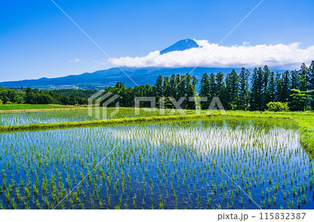 【静岡県】田植えが終わった棚田越しに見る富士山 115832387