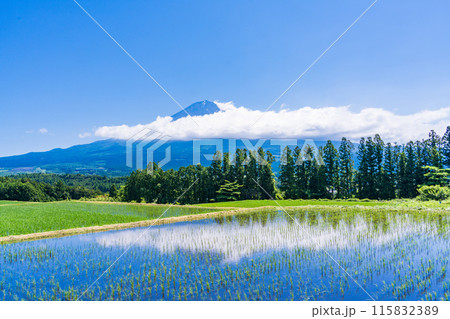 【静岡県】田植えが終わった棚田越しに見る富士山 【静岡県】田植えが終わった棚田越しに見る富士山 115832389