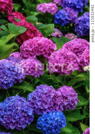 茨城県北茨城市 満開のあじさいの森 茨城県北茨城市 満開のあじさいの森 115832492