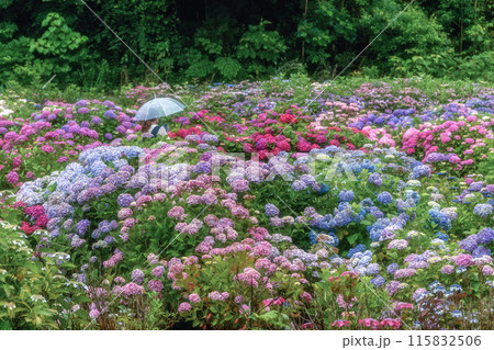 茨城県北茨城市　満開のあじさいの森 115832506