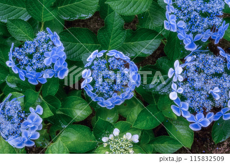 茨城県北茨城市 満開のあじさいの森 茨城県北茨城市 満開のあじさいの森 115832509