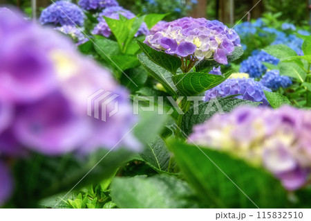 茨城県北茨城市　満開のあじさいの森 115832510