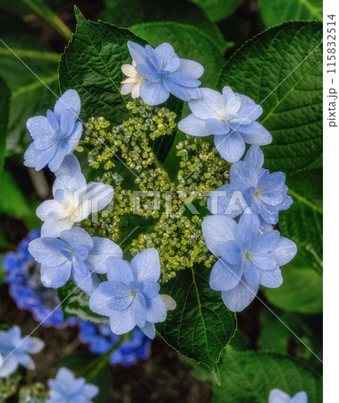 茨城県北茨城市 満開のあじさいの森 茨城県北茨城市 満開のあじさいの森 115832514