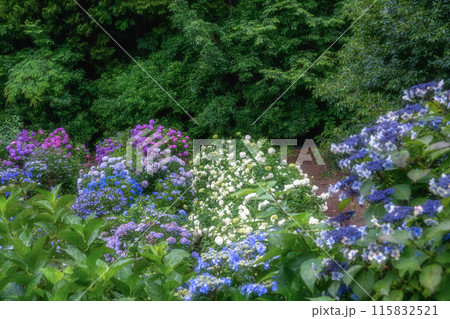 茨城県北茨城市 満開のあじさいの森 茨城県北茨城市 満開のあじさいの森 115832521