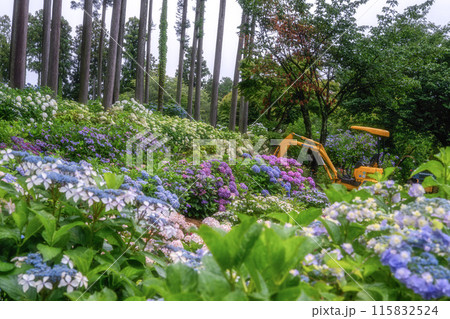 茨城県北茨城市 満開のあじさいの森 茨城県北茨城市 満開のあじさいの森 115832524