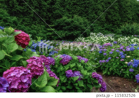 茨城県北茨城市　満開のあじさいの森 115832526