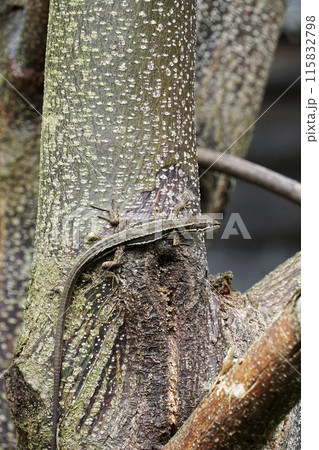 センダンの木を這うニホンカナヘビ センダンの木を這うニホンカナヘビ 115832798