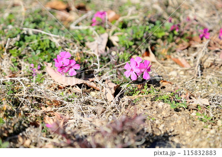 シバザクラの花 115832883