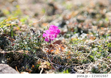 シバザクラの花 シバザクラの花 115832887