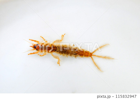 フタスジモンカゲロウの幼虫 フタスジモンカゲロウの幼虫 115832947