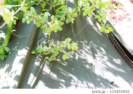 ポーランド軍幕 ポーランド軍幕 115833042