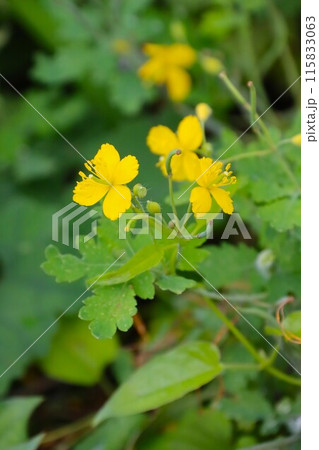 里山の野原に咲くクサノオウの黄色い花 115833063