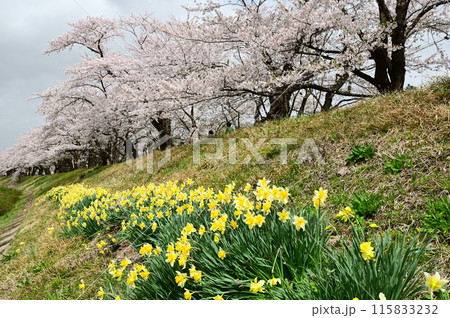 桧木内川堤の桜まつり 115833232