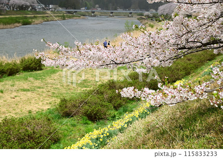 桧木内川堤の桜まつり 115833233