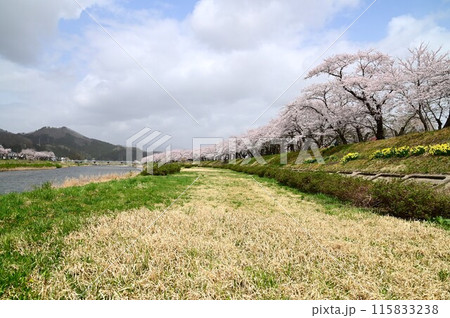 桧木内川堤の桜まつり 桧木内川堤の桜まつり 115833238
